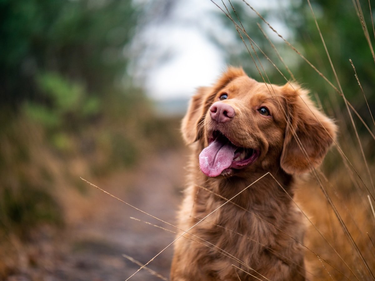 Cães e Saúde Mental: O Poder Terapêutico dos Companheiros Caninos
