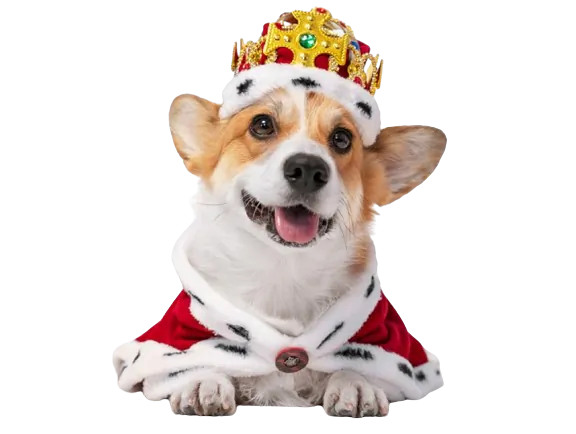 Filhote Imperial Dog