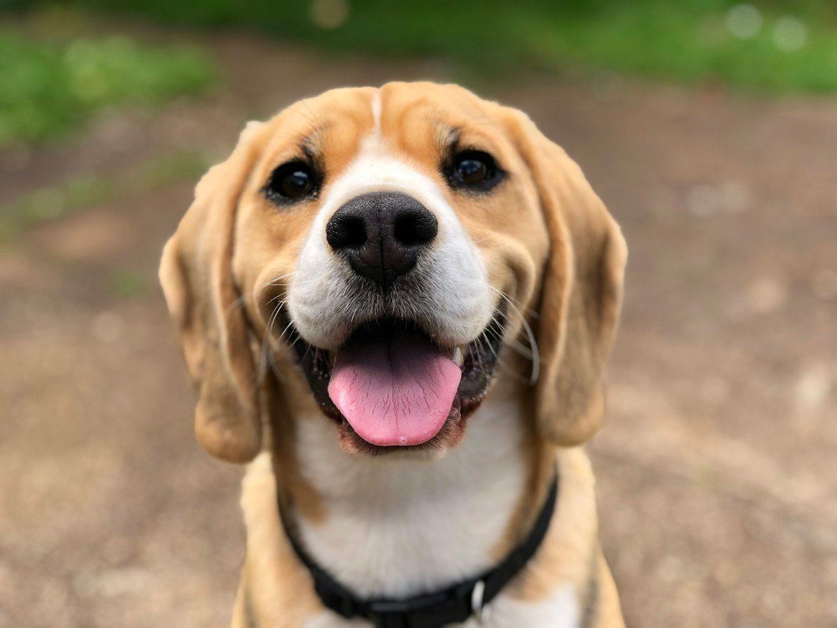 Lágrima ácida em cães: Como tratar?