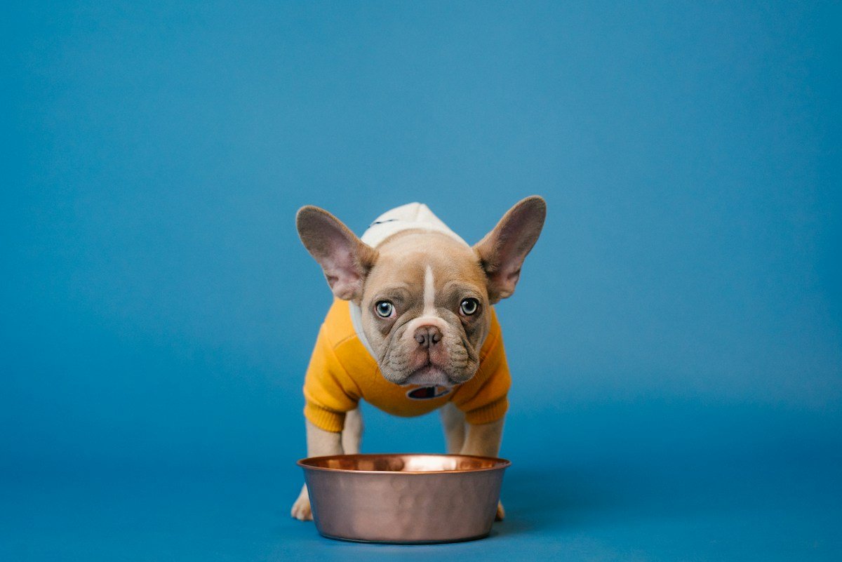 Alimentos tóxicos para cães: lista completa para colar na geladeira