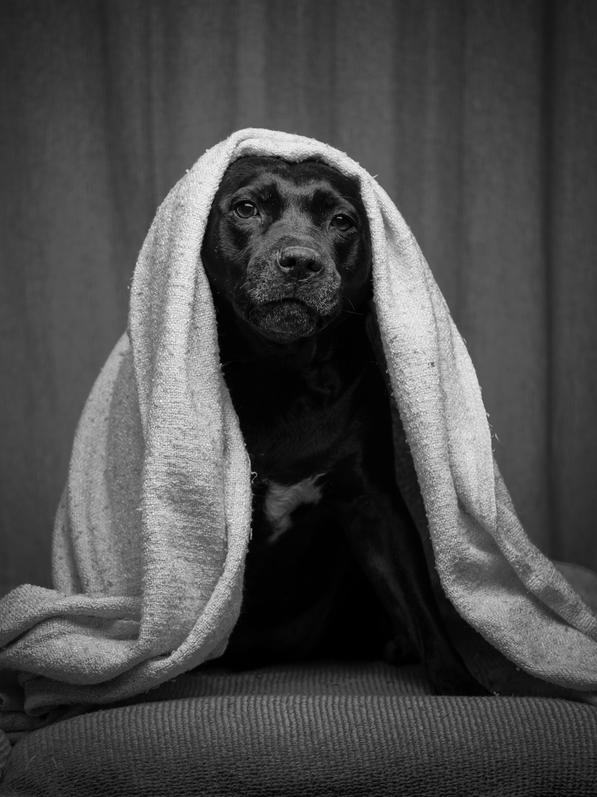 O cão tem medo de fogos: o que fazer na virada do ano