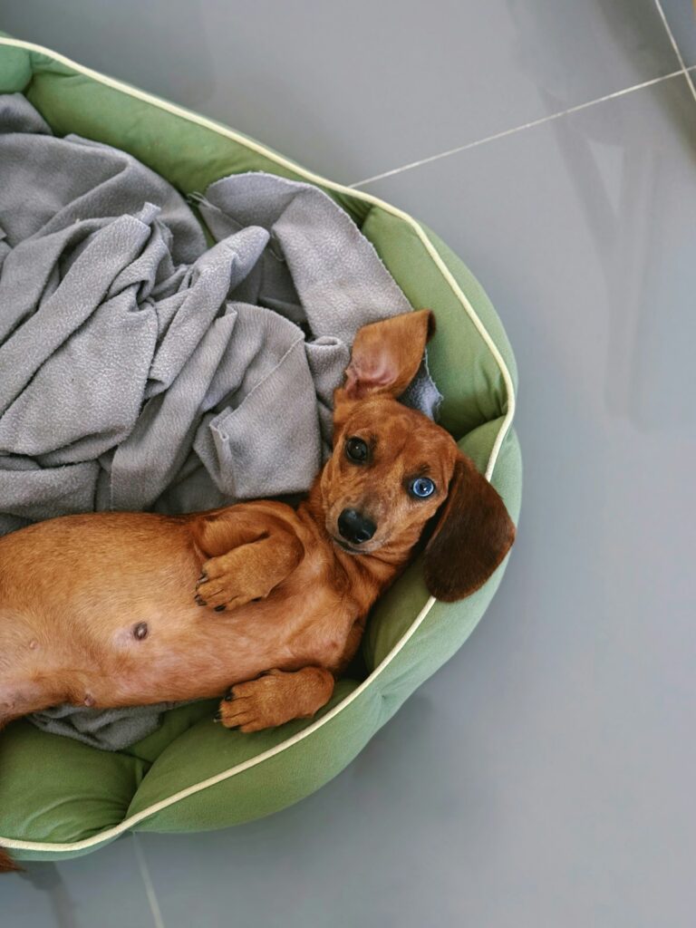 Filhote de Teckel com pedigree