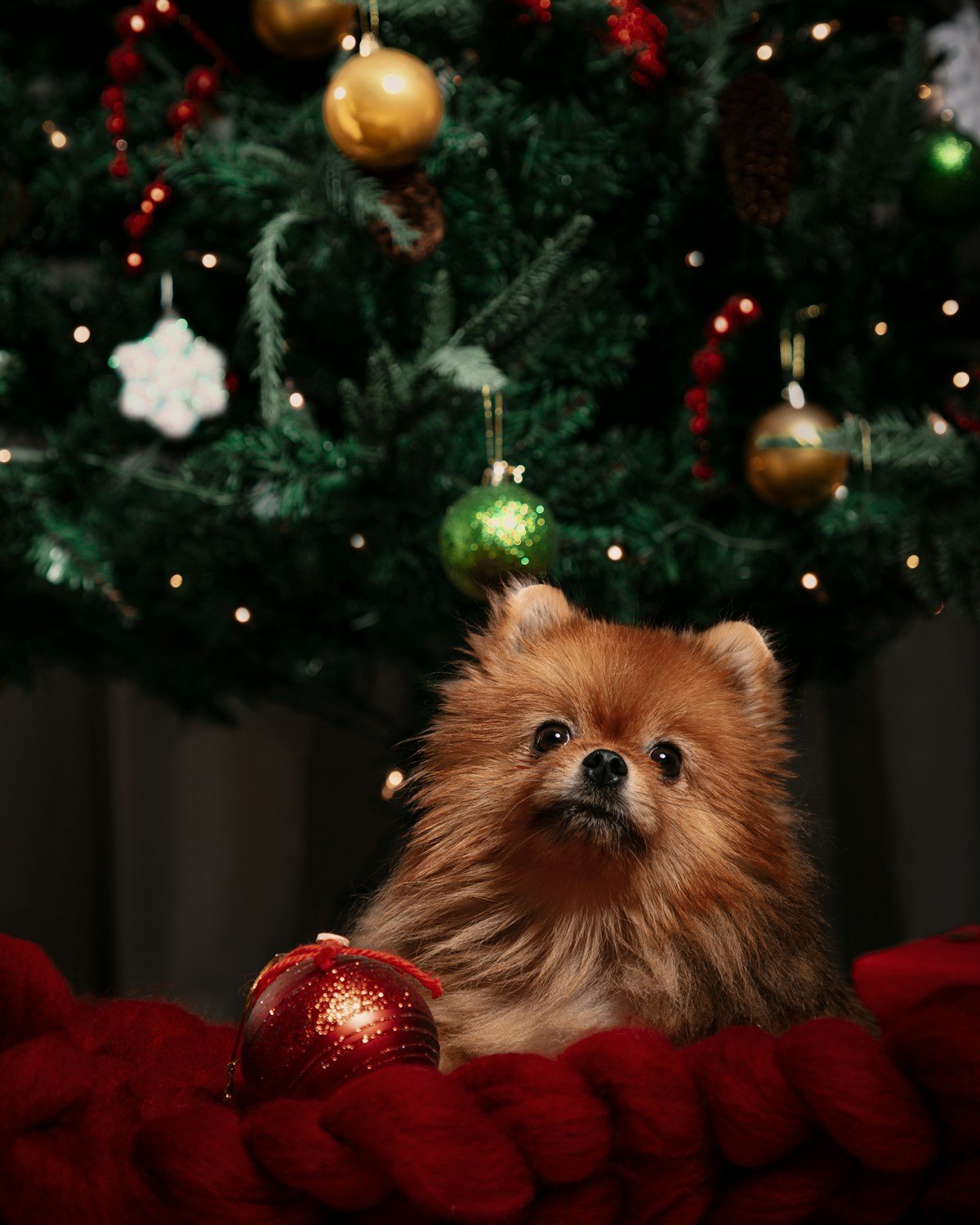 Pode dar uva ou uva-passa para cachorro? O perigo silencioso