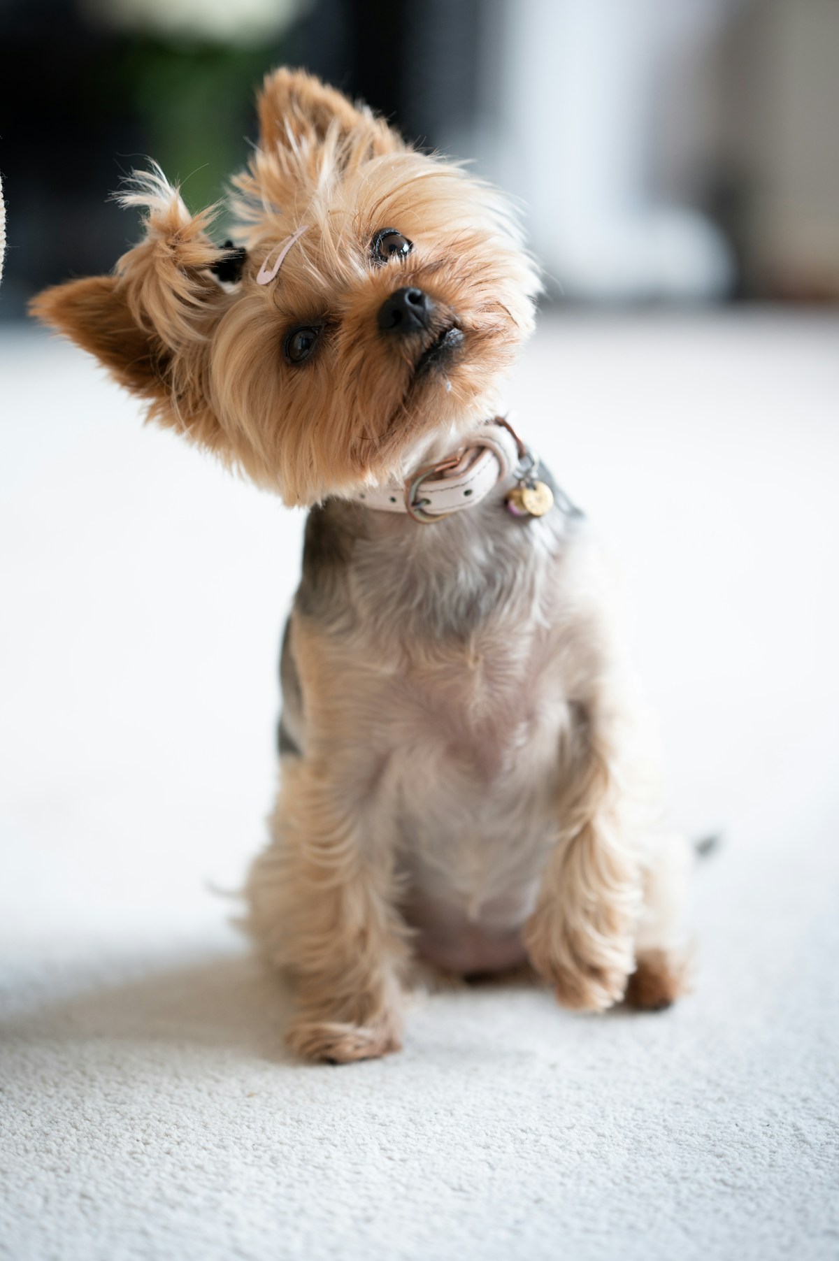 Por que os cães inclinam a cabeça quando você fala?