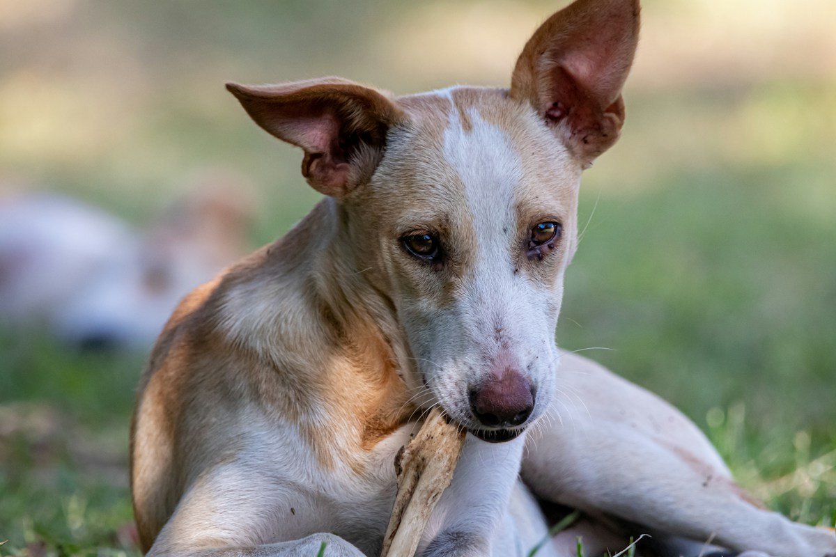Pode dar ossos de churrasco para cachorro? O risco que muita gente ignora