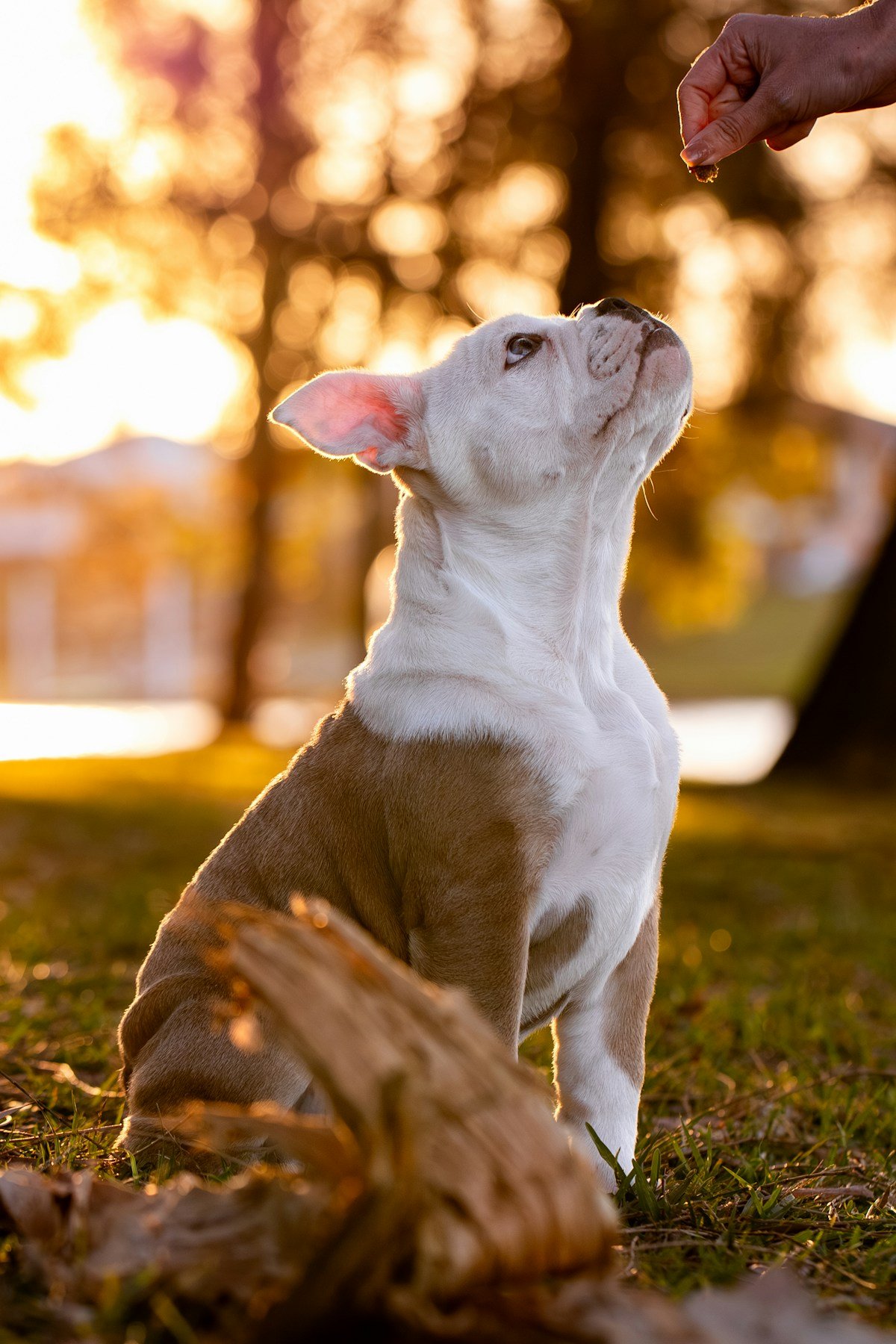 Meu cão comeu chocolate: passo a passo nas primeiras horas