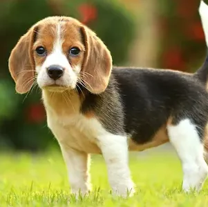Filhote de Beagle com pedigree