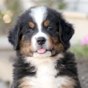 Filhote de Bernese Mountain com pedigree