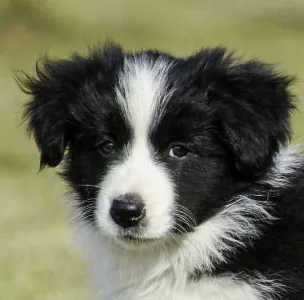 Filhote de Border Collie com pedigree