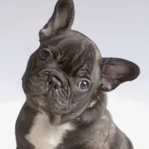 Filhote de Bulldog Francês com pedigree