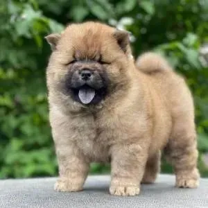 Filhote de Chow Chow com pedigree