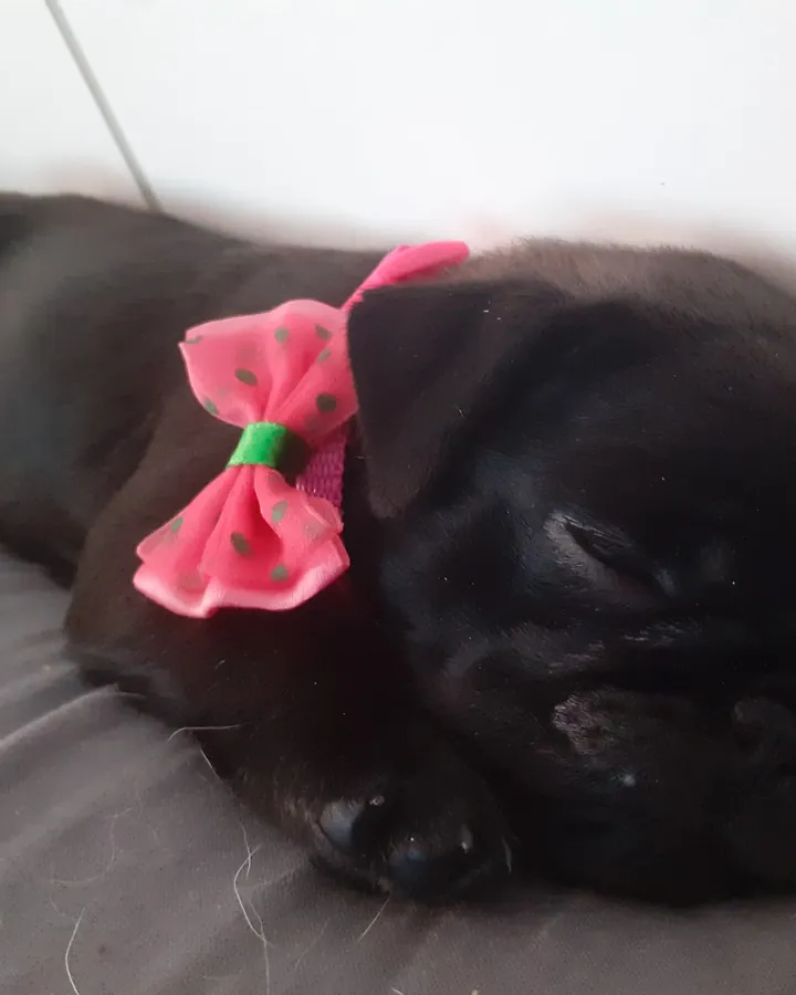 Frida, filhote da cliente Rosa nom, com laço rosa