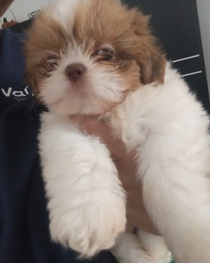 Hachi, filhote da cliente Dayanna Cristina