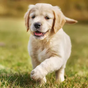 Filhote de Golden Retriever com pedigree