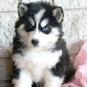 Filhote de Husky Siberiano com pedigree