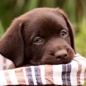 Filhote de Labrador com pedigree
