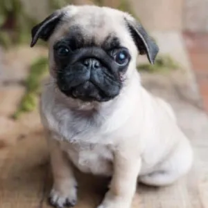 Filhote de Pug com pedigree