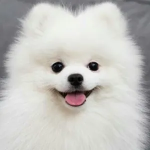 Filhote de Spitz Alemão Lulu da Pomerânia