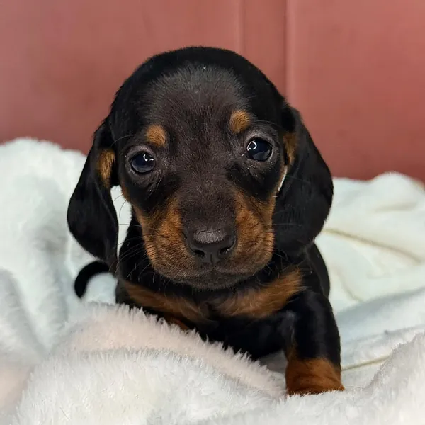Filhote de Teckel (Dachshund) da Imperial Dog