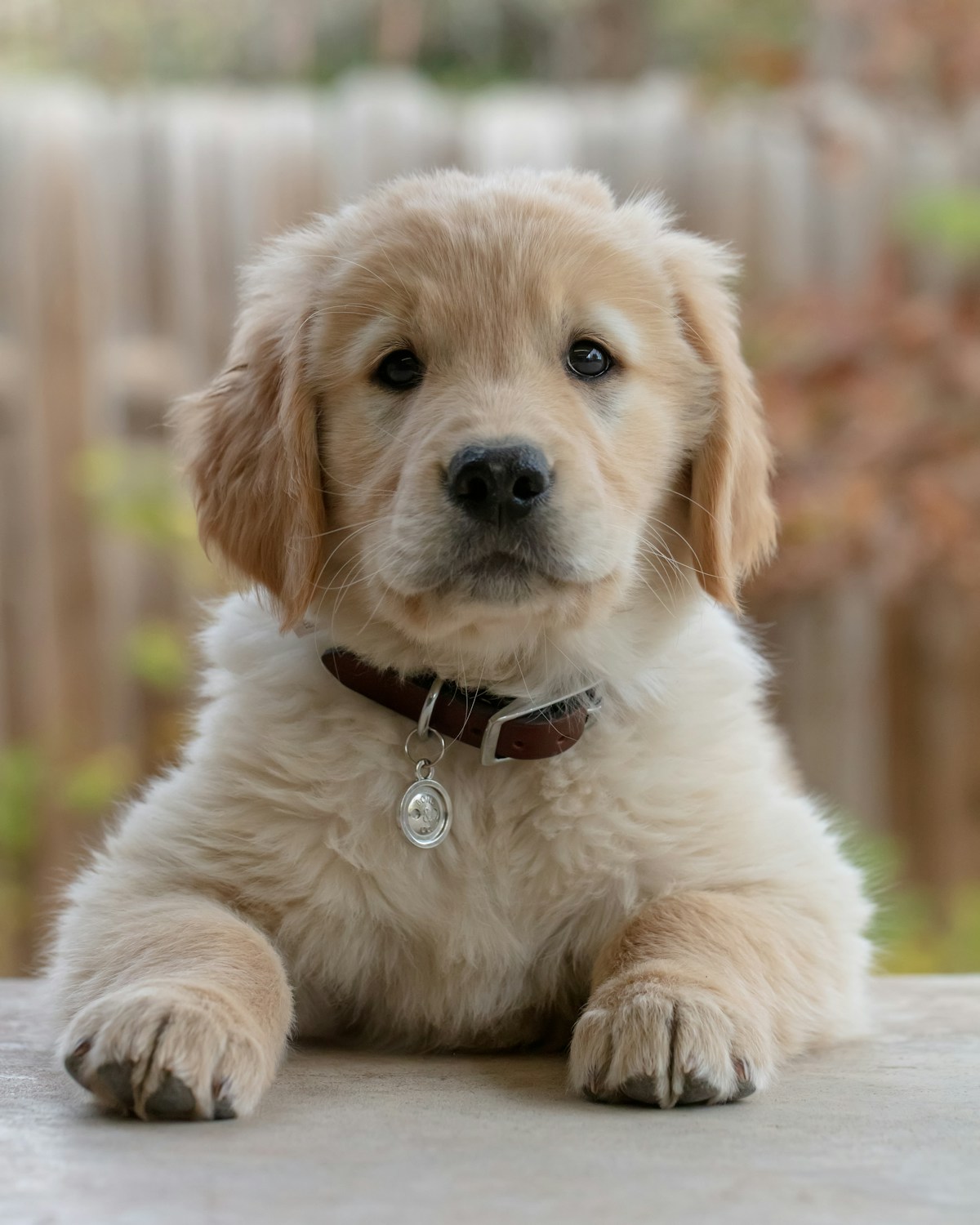 Filhote de Golden Retriever olhando para cima