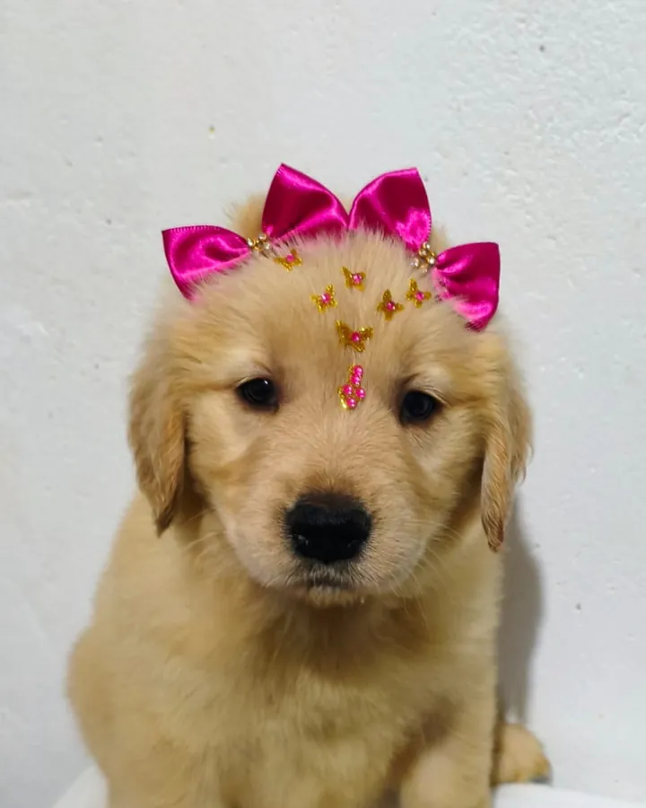Mel, filhote de Golden Retriever do cliente Fernando Martins de Araujo, com laço rosa