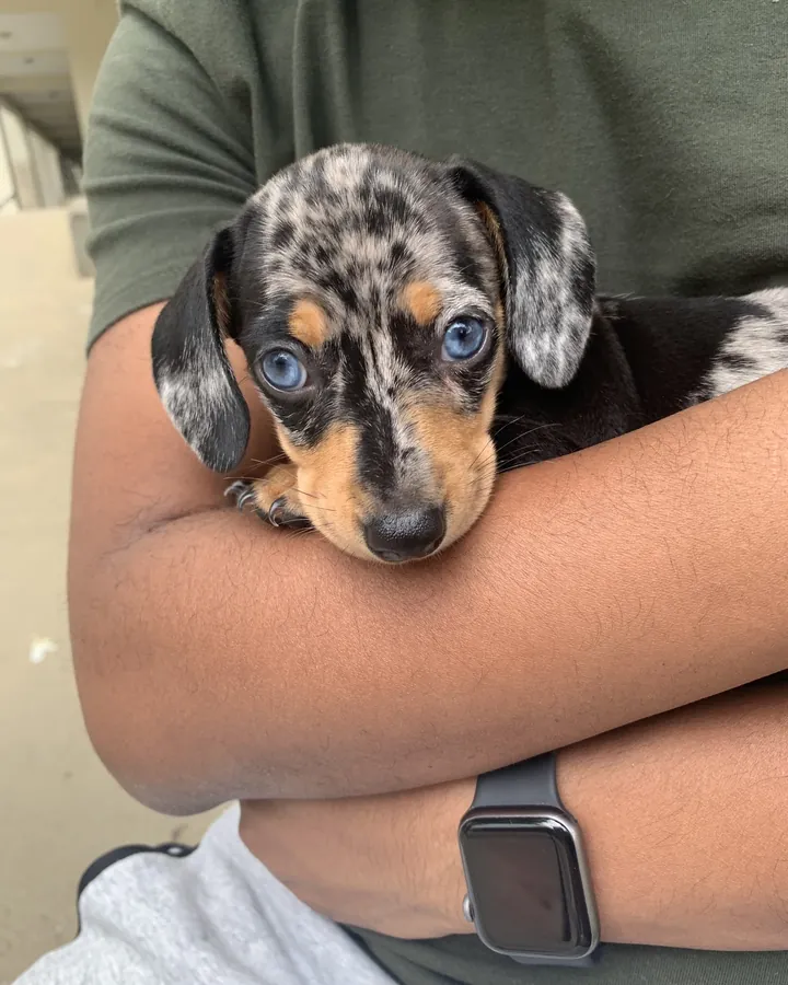 Filhote de Teckel (Dachshund) arlequim da cliente Denyse Fagundes no colo
