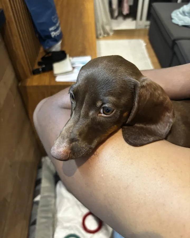 Filhote de Teckel (Dachshund) chocolate da cliente Gisele Albuquerque no colo