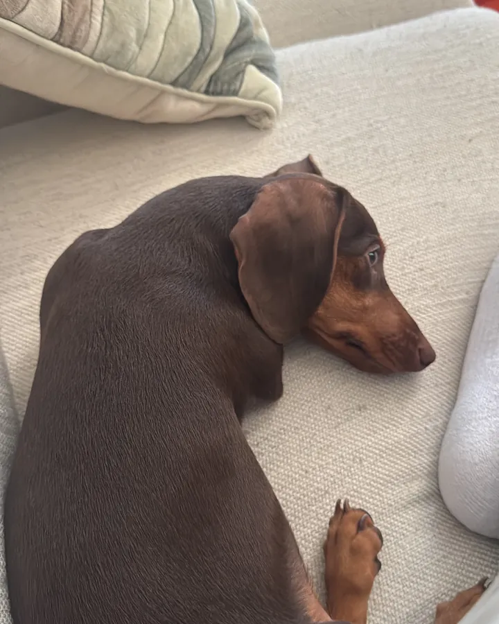 Teckel (Dachshund) do cliente Jamil Assad Junior deitado na cama