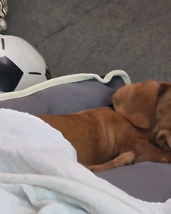 Filhote de Teckel (Dachshund) do cliente Valter Wright Junior dormindo na caminha