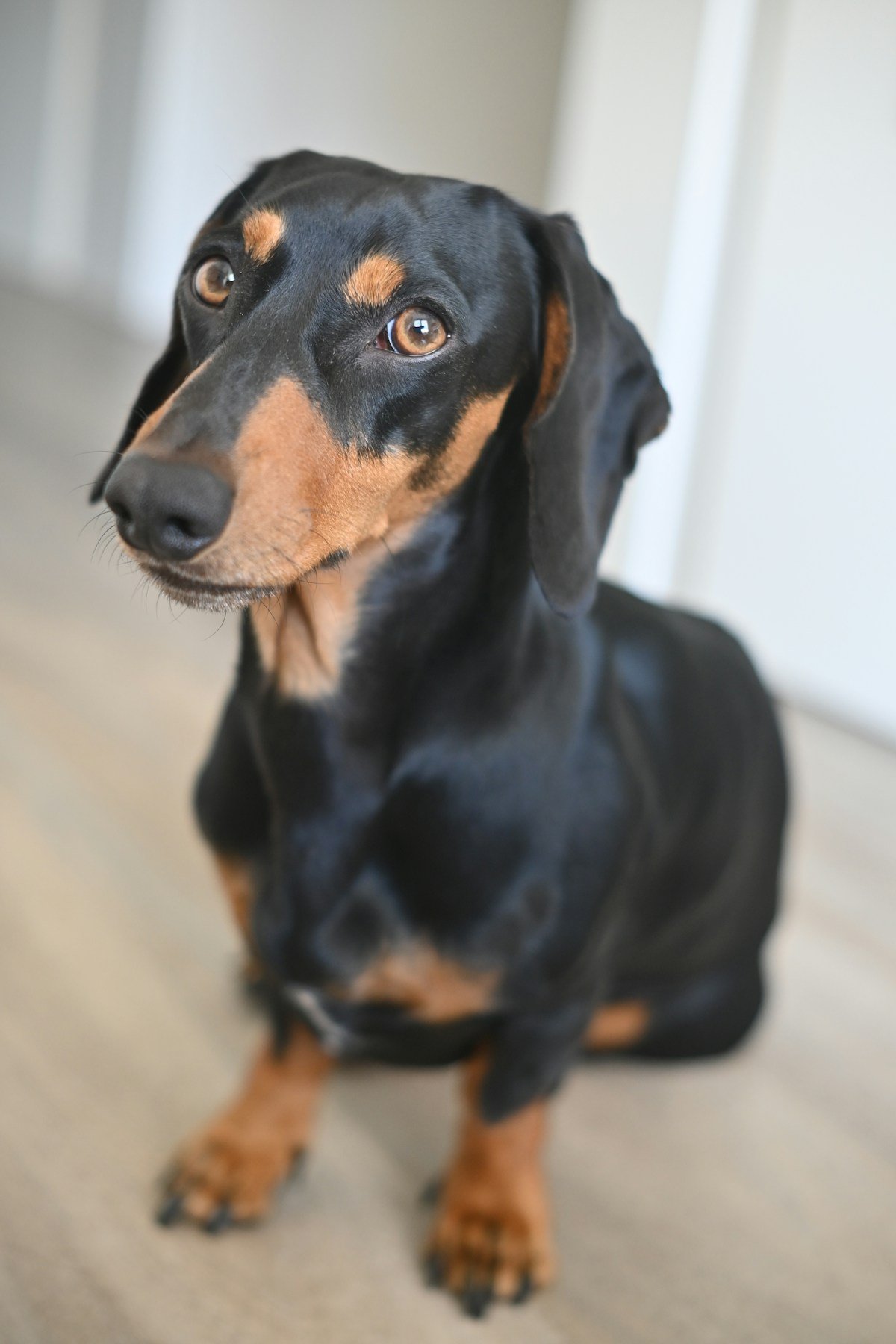 Teckel, Dachshund ou salsicha: qual a diferença e como cuidar da coluna