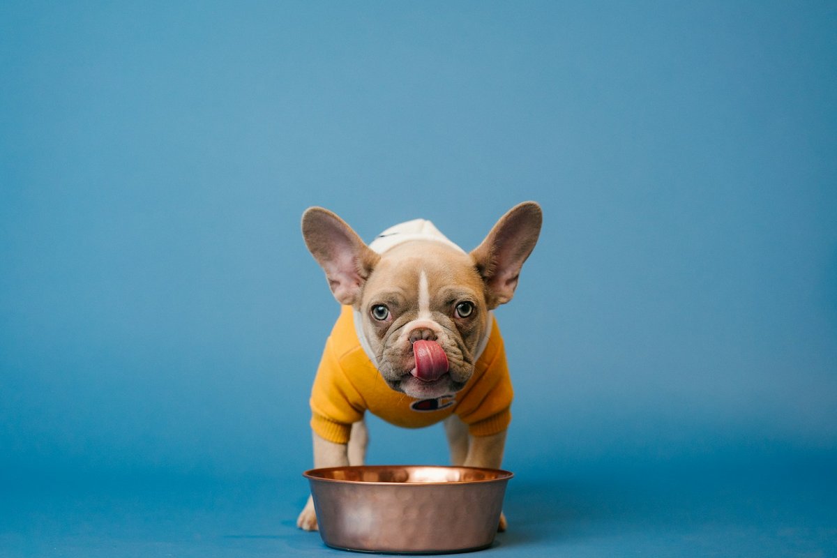 Bulldog Francês de blusa amarela lambendo o focinho diante da tigela de comida