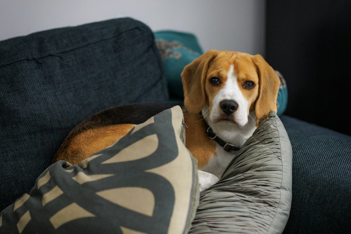 Beagle tricolor deitado no sofá entre almofadas
