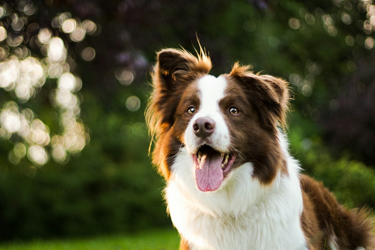 Border Collie marrom e branco em close, olhando para a câmera