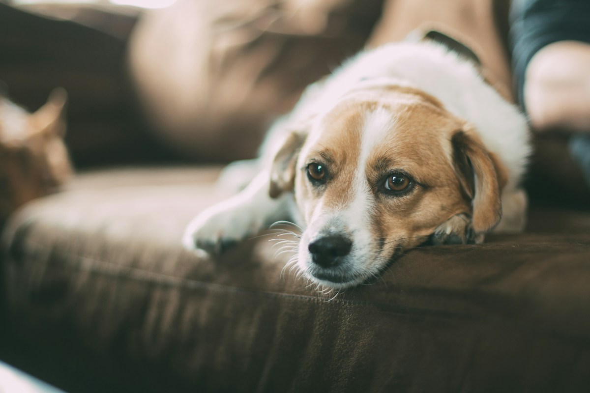 Cão de pelagem branca e caramelo deitado no sofá, com a cabeça apoiada e o olhar abatido