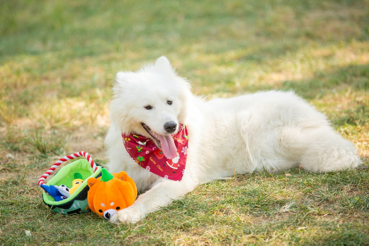 Cão branco de lenço vermelho deitado na grama ao lado de brinquedos coloridos
