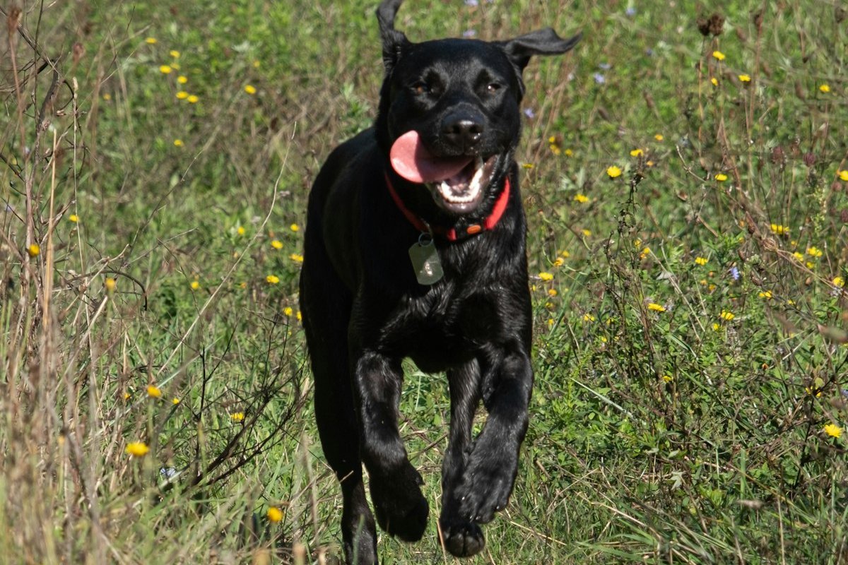 Labrador preto correndo em um campo de grama alta e flores amarelas