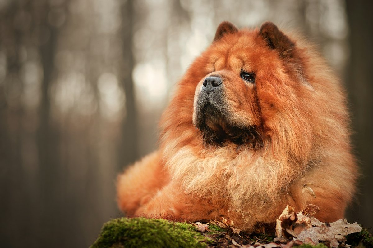 Chow Chow vermelho de pelagem longa deitado sobre um tronco com musgo na floresta