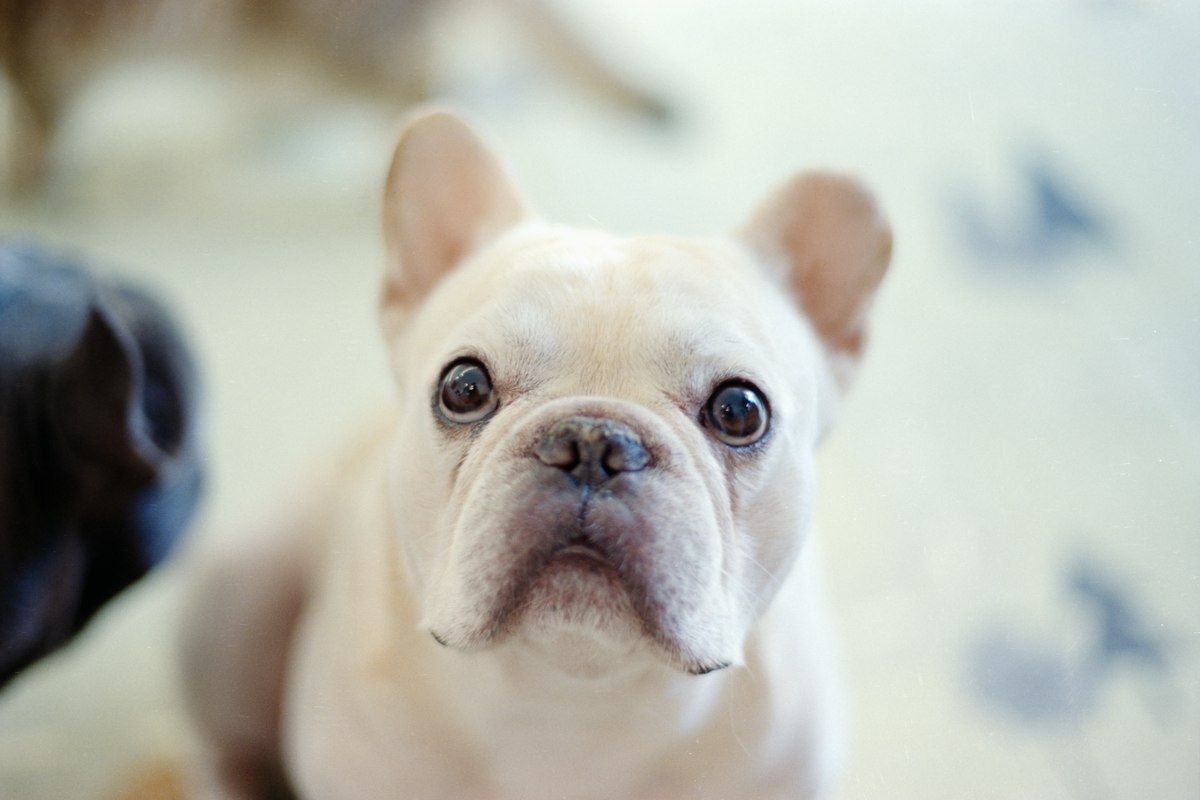 Filhote de Bulldog Francês creme sentado em casa olhando para a câmera