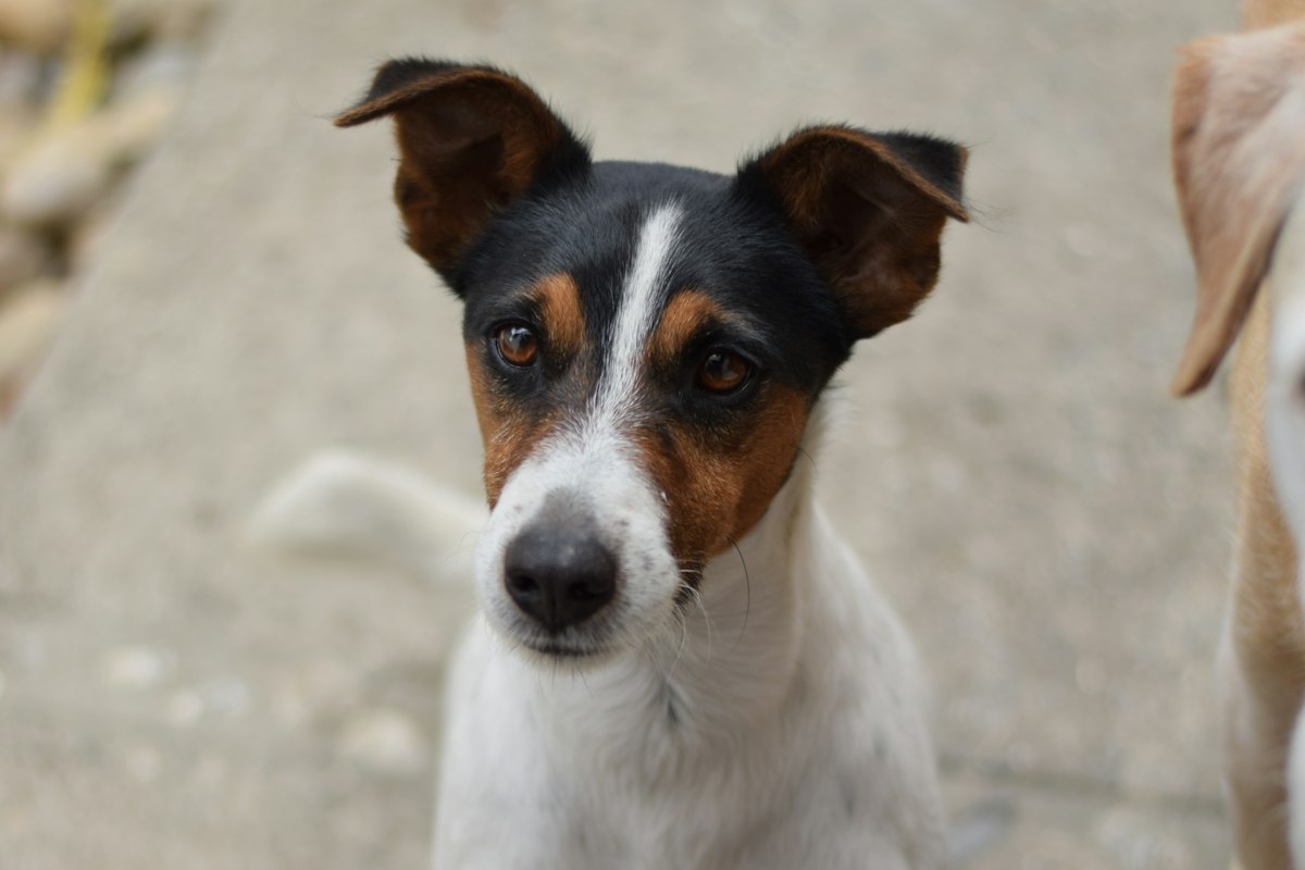 Cachorro com aparência de Fox Paulistinha, branco com a cabeça preta e castanha e orelhas semieretas, olhando para a câmera