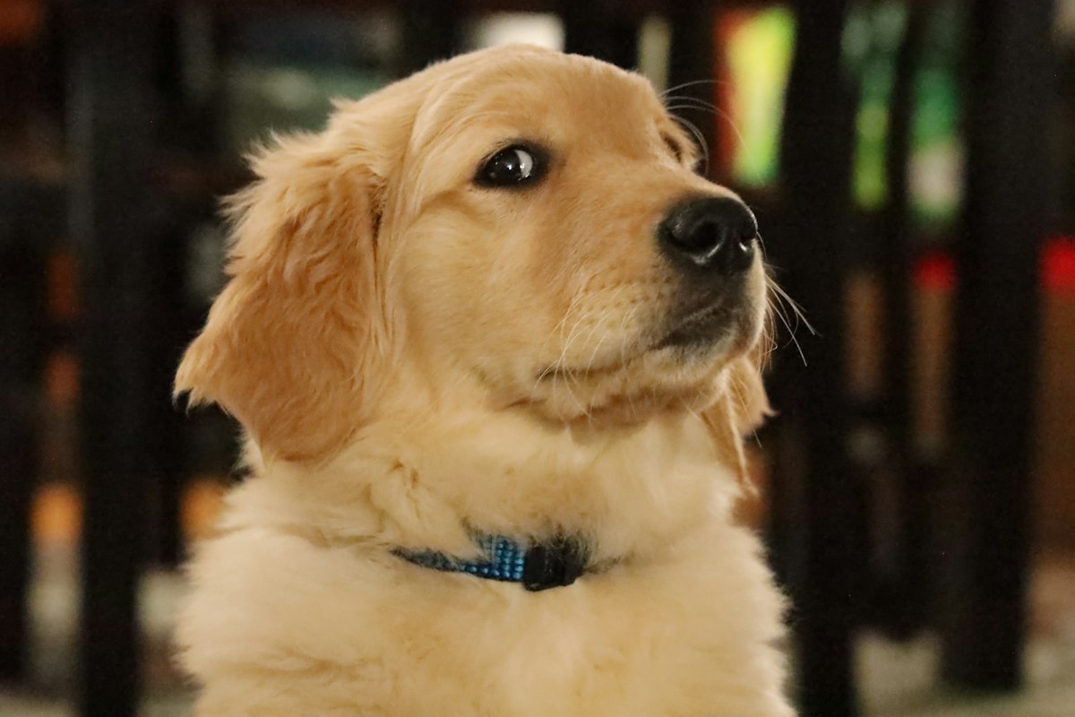 Filhote de Golden Retriever de pelagem dourada clara e coleira azul, olhando para o lado dentro de casa