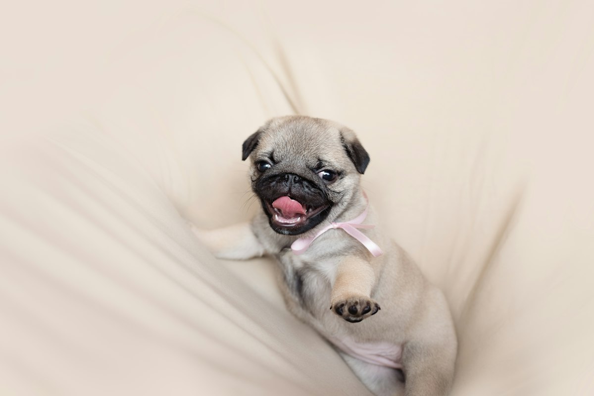 Filhote de Pug fulvo com laço olhando para a câmera