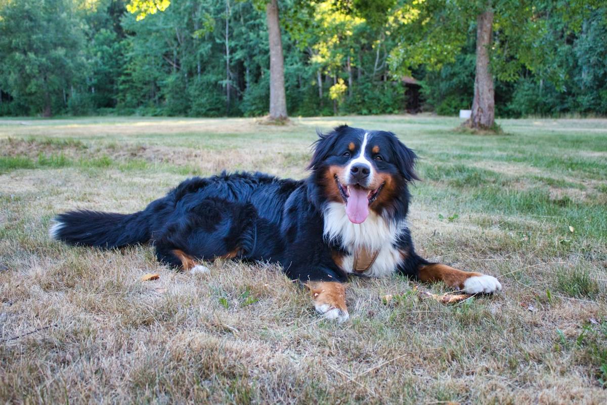 Bernese Mountain Dog adulto deitado na grama de um parque, com a língua de fora