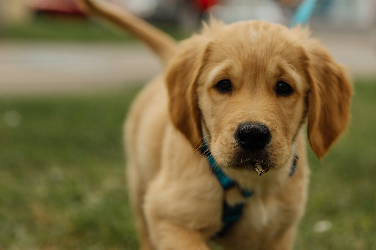 Filhote de Golden Retriever caminhando na grama em um parque