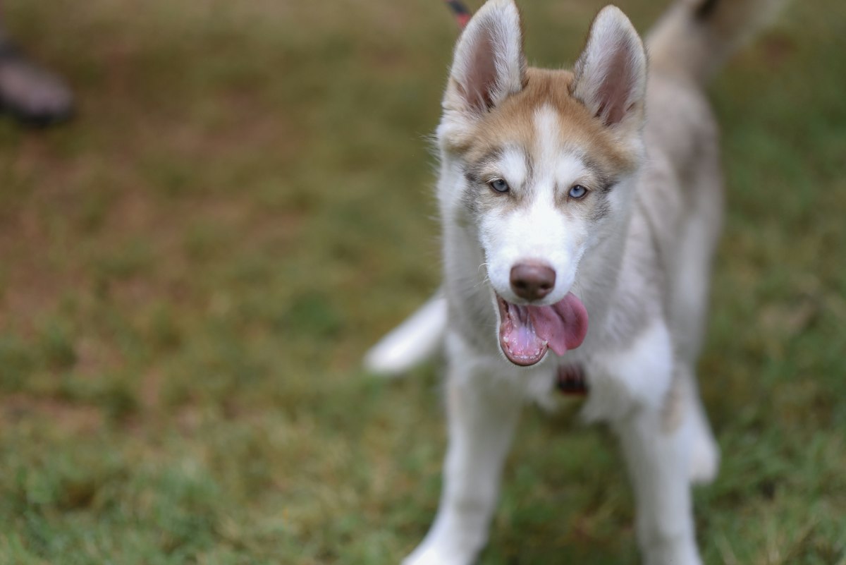 Filhote de Husky Siberiano cor cobre em pé na grama