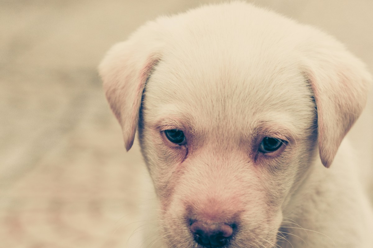 Filhote de Labrador amarelo deitado olhando para a câmera