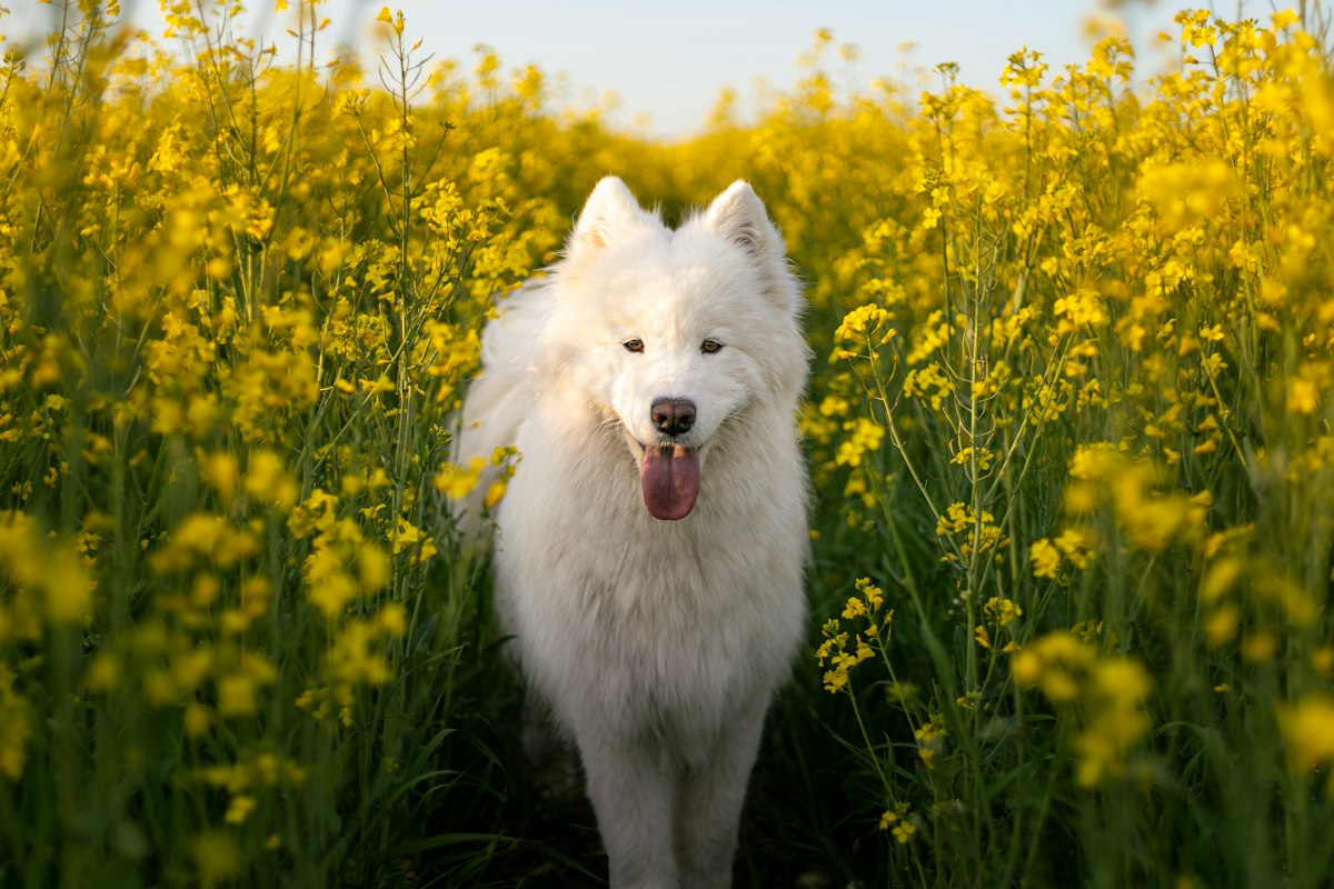 Samoieda branco em pé em um campo de flores amarelas com a língua para fora