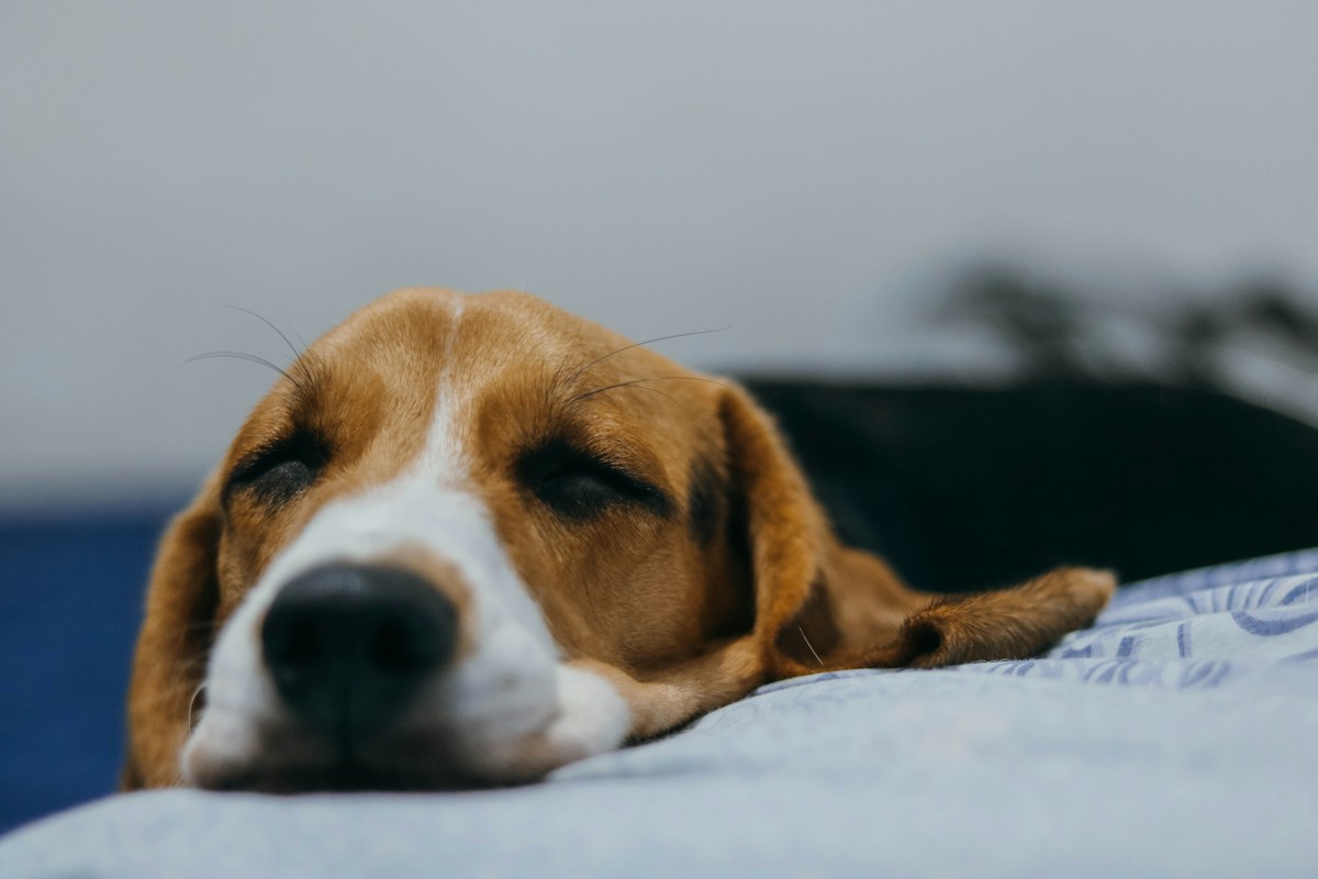 Beagle deitado na cama com a cabeça apoiada no colchão e o olhar abatido