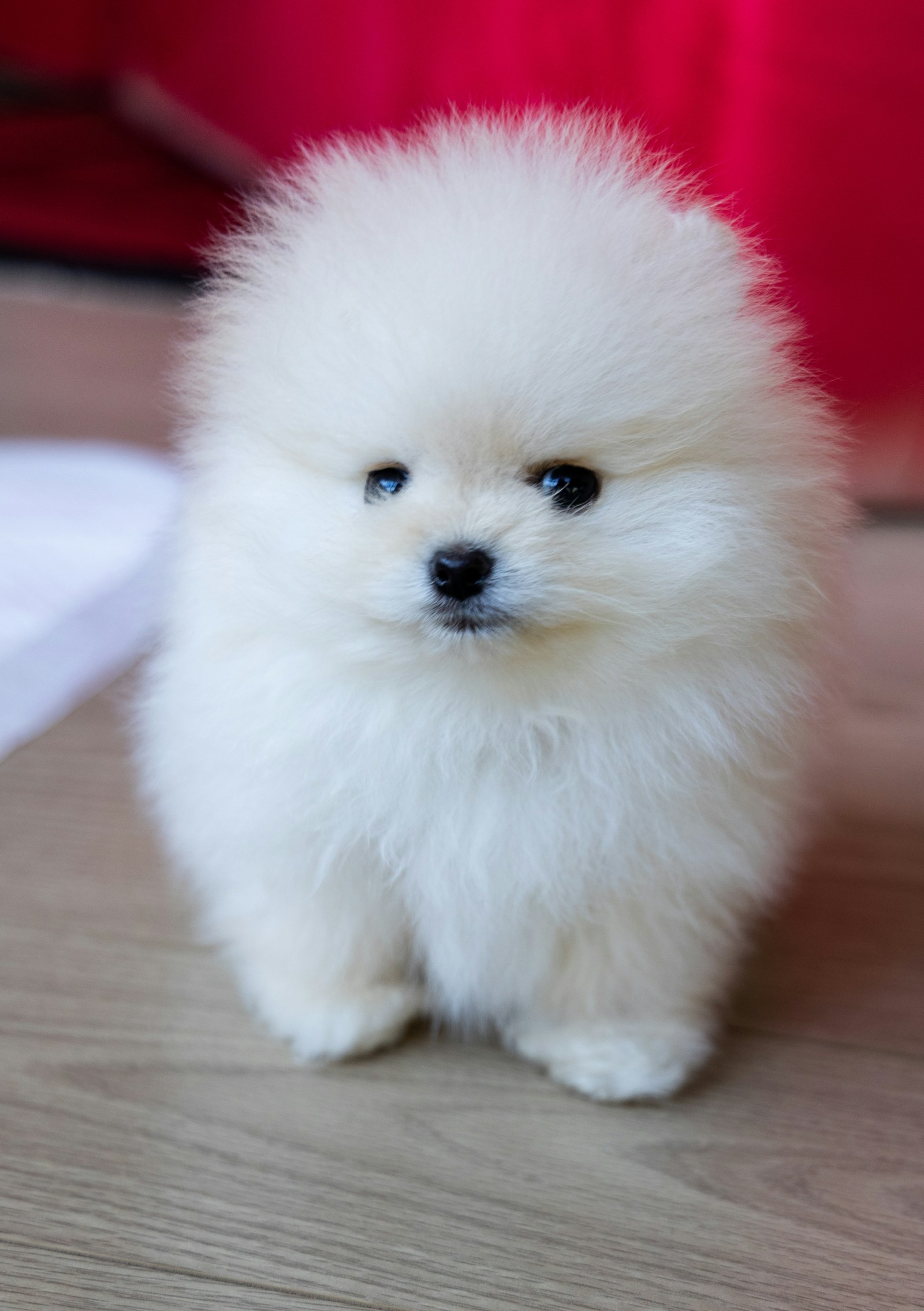 Filhote de Spitz Alemão branco fofo em pé no chão de madeira