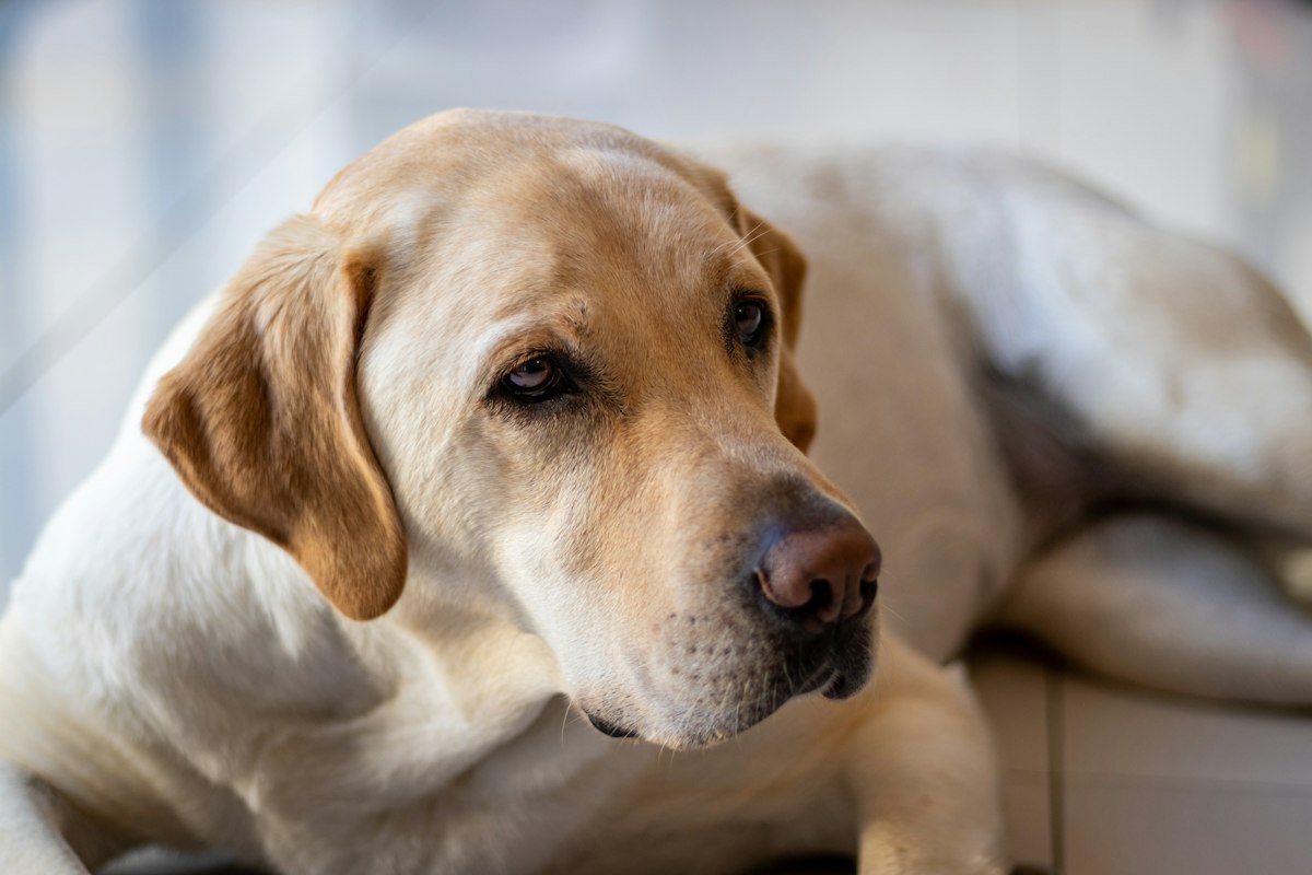 Labrador amarelo adulto deitado no sofá olhando para o lado