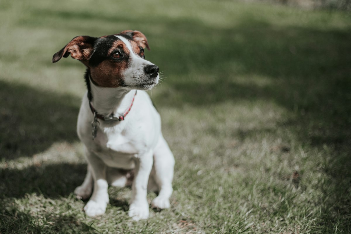 Jack Russell Terrier branco com manchas marrons e pretas sentado na grama, olhando para o lado